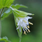 10 HOOKERS FAIRYBELLS Drops of Gold Prosartes Disporum Hookeri Native Flower Seeds