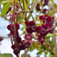 15 CHOCOLATE VINE Edible Fruit Akebia Trifoliata Flower Ornamental Climber Seeds