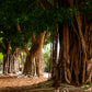 50 BANYAN / BANYAN FIG TREE East Indian Ficus Benghalensis Aerial Root Houseplant Seeds