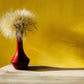 25 MEXICAN FEATHER GRASS Pony Tails Ornamental Stipa Tenuissima Nassella Seeds Wind Whisp