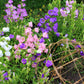 100 MIXED CANTERBURY BELLS - Crown Mix Campanula Medium Flower Seeds