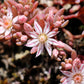 25 Spanish STONECROP / SEDUM HISPANICUM Groundcover Flower Seeds
