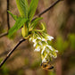 15 INDIAN PLUM Osoberry Oregon Oso Berry Oemleria Cerasiformis Fruit Shrub Seeds