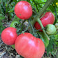 50 Giant BELGIAN PINK TOMATO Huge Pink Skin Lycopersicon Fruit Vegetable Seeds