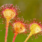 10 CARNIVOROUS SUNDEW PLANT Drosera Flower Seeds