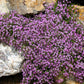 500 PINK ROCK SOAPWORT Saponaria Ocymoides Flower Seeds