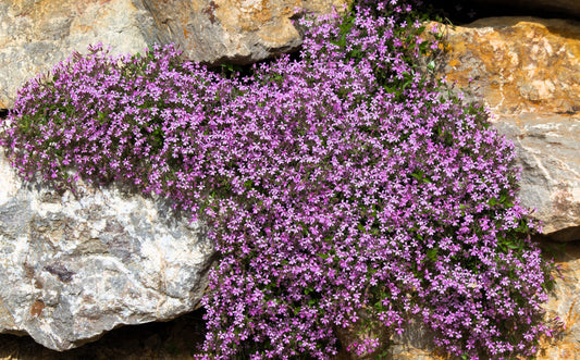 500 PINK ROCK SOAPWORT Saponaria Ocymoides Flower Seeds