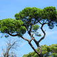 5 Pine Nut ITALIAN STONE PINE Pinus Pinea Umbrella Tree Seeds