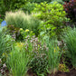 30 Violet PANIC GRASS Panicum Miliaceum Violaceum Ornamental Purple Millet Seeds