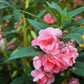 100 Mixed Colors DOUBLE CAMELLIA IMPATIENS (Balsam / Lady Slipper / Touch Me Not) Impatiens Balsamina Flower Seeds