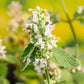 1000 HEIRLOOM CATNIP Nepeta Cataria Herb Flower Seeds