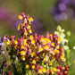 2000 Mixed MOROCCAN TOADFLAX / SNAPDRAGON Linaria Maroccana Flower Seeds