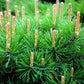25 MUGO PINE Dwarf Evergreen Pinus Pumilio Shrub Seeds