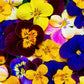 250 Mixed Colors SWISS GIANT PANSY Viola Wittrockiana Flower Seeds