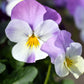 50 Light JOHNNY JUMP UP Viola Tricolor Violet Flower Seeds