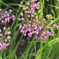 250 ALLIUM NODDING ONION Allium Cernuum Flower Seeds