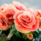 10 SALMON DOUBLE BEGONIA Tuberosa Tuberous Begonia Pink Shade Flower Seeds