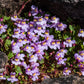 100 KENILWORTH IVY (Ivy-Leaved Toadflax) Cymbalaria Muralis Vine Flower Seeds