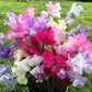 60 Mixed Colors SWEET PEA ROYAL Family Mix Lathyrus Odoratus Flower Vine Seeds