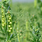 50 Early FROSTY GARDEN PEA English Shelling Pisum Sativum Vegetable Seeds