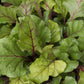 250 EARLY WONDER BEET Beta Vulgaris Vegetable Seeds
