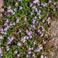 100 KENILWORTH IVY (Ivy-Leaved Toadflax) Cymbalaria Muralis Vine Flower Seeds