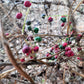 10 CAROLINA MOONSEED Snailseed / Coralbeads Flower Vine Cocculus Carolinus Seeds