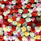 100 RAINBOW CARNATION Mix Mixed Colors Dianthus Caryophyllus Flower Seeds