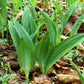 10 RAMSONS / WILD Bear GARLIC Allium Ursinum Vegetable Herb White Flower Seeds
