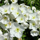250 WHITE Pale EVENING PRIMROSE (White Buttercup / Sundrops) Oenothera Pallida Flower Seeds