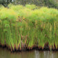 20 Cyperus PAPYRUS Paper Reed Water Plant Egyptian Nile Grass Yellow Flower Seeds