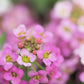 1000 Pink ALYSSUM ROSIE O DAY Lobularia Maritima Flower Seeds