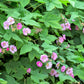 20 PURPLE FLOWERING RASPBERRY Thornless Edible Rubus Odoratus Fruit Berry Seeds