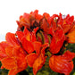 15 Red AFRICAN TULIP TREE (Fire Tree / Flame of the Forest / Fountain Tree) Spathodea Campanulata Seeds