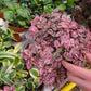 10 Dwarf PINK POLKA DOT PLANT Splash Select Hypoestes Phyllostachya Flower Houseplant Seeds
