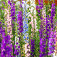 100 ROCKET LARKSPUR DELPHINIUM Consolida Giant Imperial Mixed Colors Flower Seeds