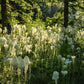 100 BEAR GRASS aka Bear LILY Beargrass Ornamental Xerophyllum Tenax Flower Seeds