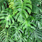 5 Organic SPLIT LEAF PHILODENDRON Monstera Deliciosa Swiss Cheese Plant Vine Seeds