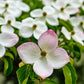 20 HIMALAYAN DOGWOOD / STRAWBERRY Tree Cornus Capitata White & Pink Flower Red Fruit Seeds