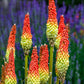 50 TORCH LILY Red Hot Poker / Tritoma / Kniphofia Uvaria Flower Seeds
