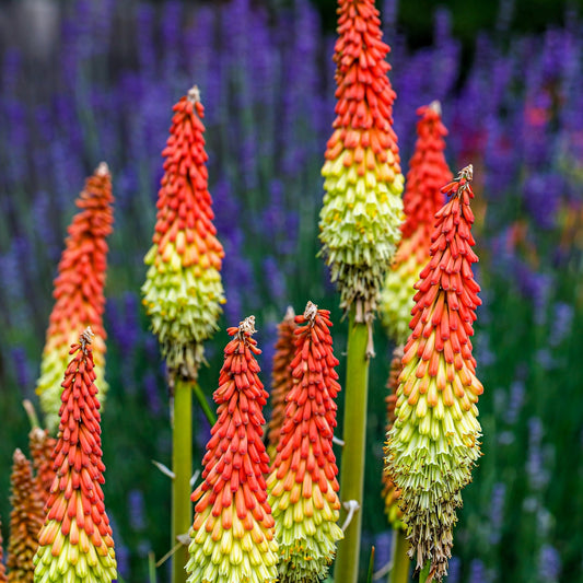 50 TORCH LILY Red Hot Poker / Tritoma / Kniphofia Uvaria Flower Seeds