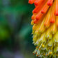 50 TORCH LILY Red Hot Poker / Tritoma / Kniphofia Uvaria Flower Seeds