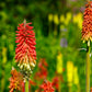 50 TORCH LILY Red Hot Poker / Tritoma / Kniphofia Uvaria Flower Seeds