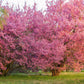 5 MANCHURIAN APRICOT Fruit Tree Flowering Prunus Mandshurica Seeds