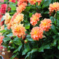 50 EARLY BIRD DAHLIA Mixed Colors Flower Seeds