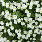 250 WHITE Pale EVENING PRIMROSE (White Buttercup / Sundrops) Oenothera Pallida Flower Seeds
