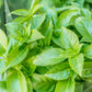 200 MOZZARELLA BASIL Sweet Italian Heirloom Ocimum Basilicum Herb Flower Seeds