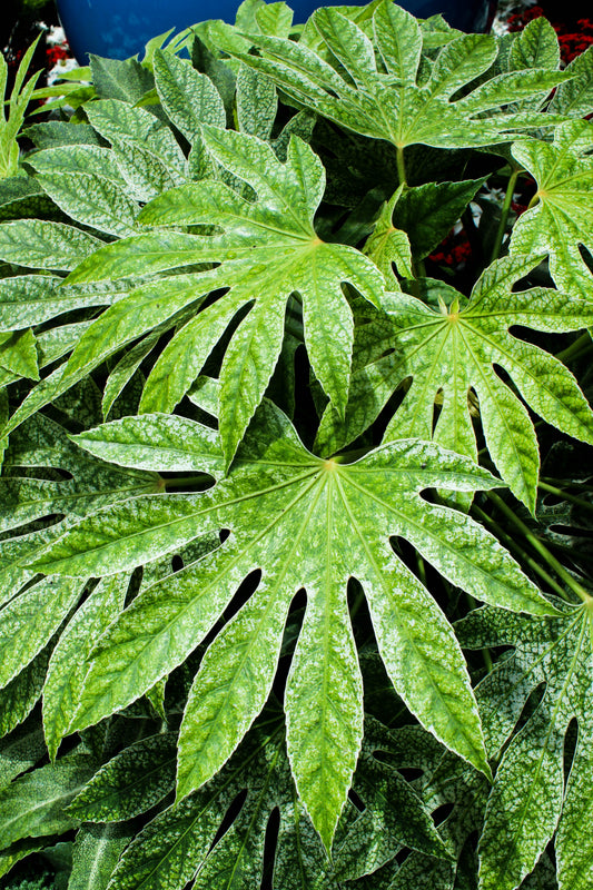 10 JAPANESE FATSI Shrub Flower Paperplant Fatsia Aralia Japonica Seeds