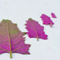100 GIANT GOOSEFOOT Chenopodium Giganteum Purple Magenta Spreen Vegetable Seeds