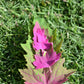 100 GIANT GOOSEFOOT Chenopodium Giganteum Purple Magenta Spreen Vegetable Seeds